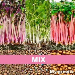 Mix semien Reďkovky / ružová, daikon, fialová / 50g