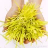 Sladučká kukurica mikrozelenina semená 80g - Image 3