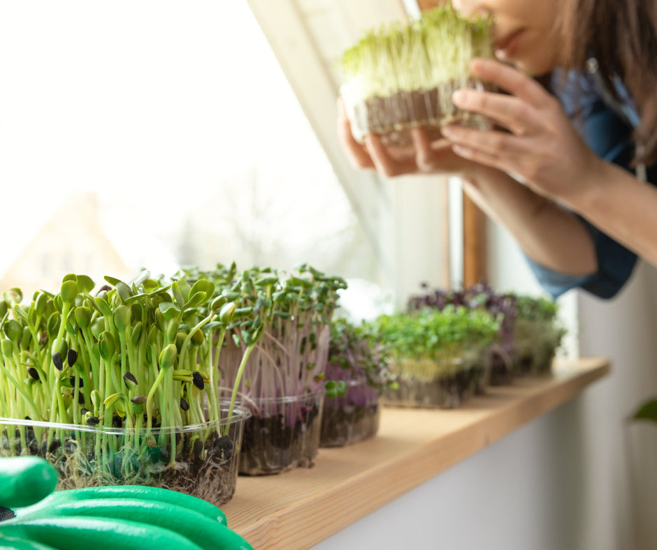 Prečo si pestovať doma Mikrobylinky?